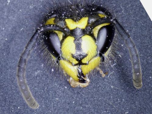 Vespula vulgaris